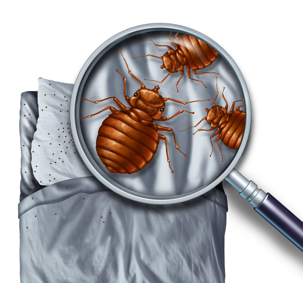 Bed Bug Mattress Protectors - A crucial tool in any successful Bed Bug treatment