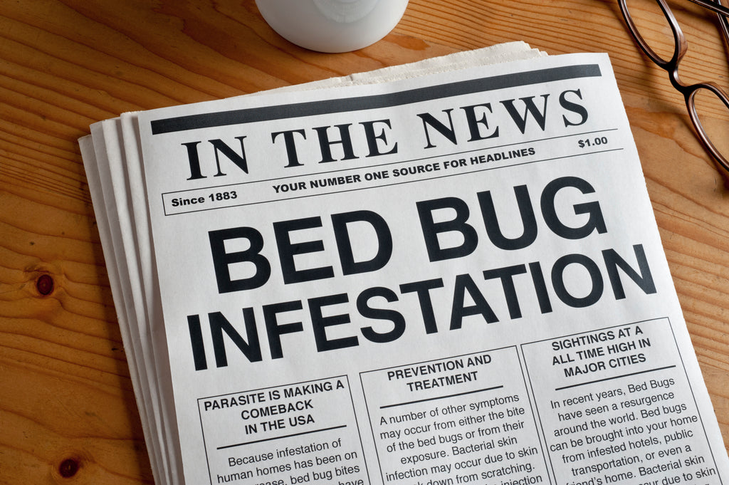 Bed Bug Infestations - How to spot the signs