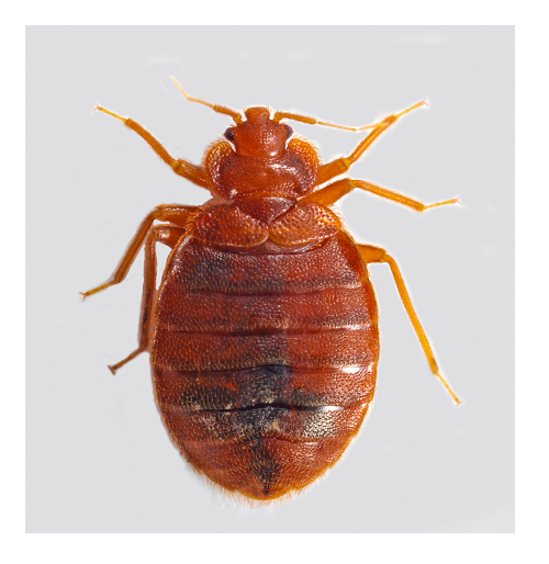 What is a Bed Bug?